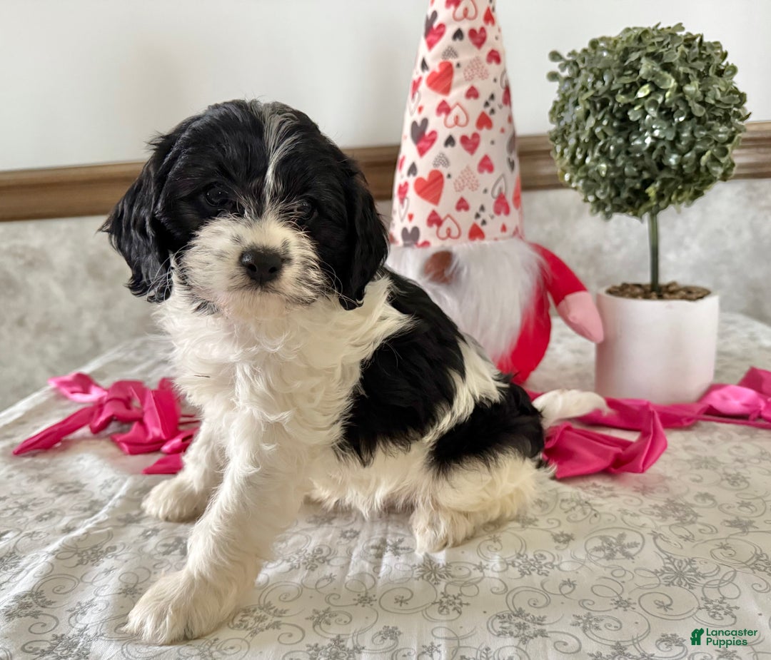 Cavapoo dogs for sale: Candy - Ad 3