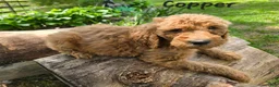 Goldendoodle dogs for sale: Goldendoodle Puppy 1 - Ad 2