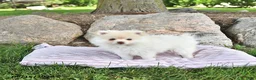 Pomeranian dogs for sale: Louie - Ad 3
