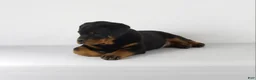 Rottweiler dogs for sale: Rottweiler Puppy 3 - Ad 3