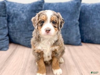Mini Bernedoodle dogs - Ad 14
