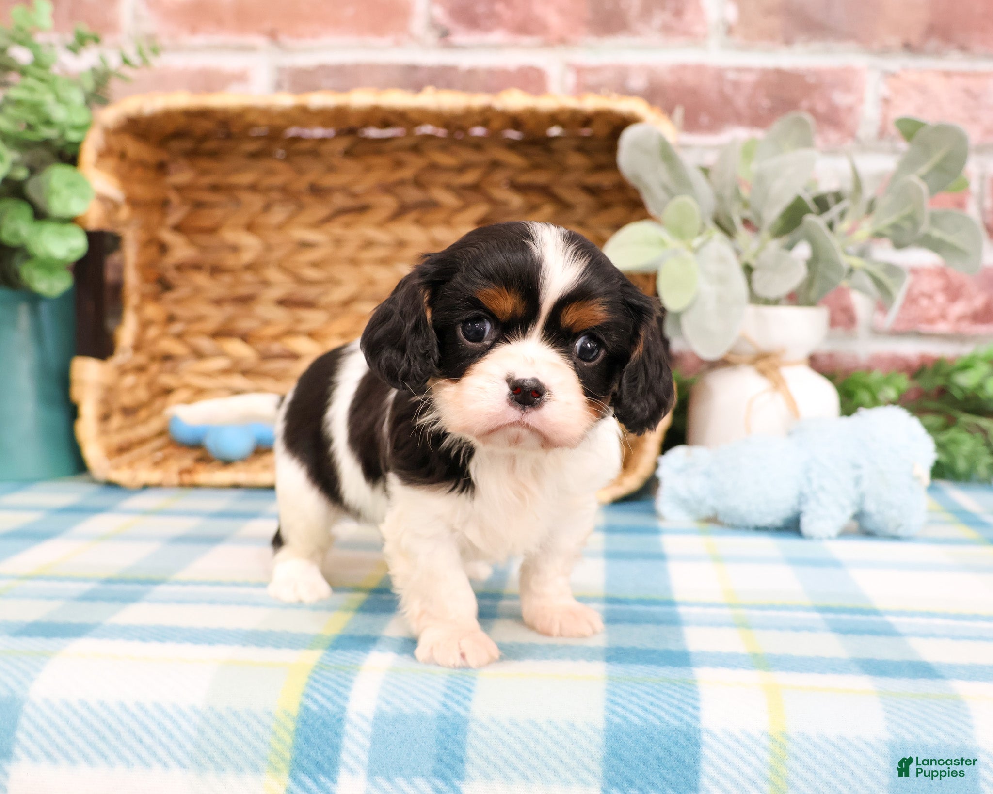 Cavalier King Charles Spaniel dogs Kaiden  - Ad 32