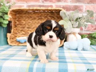 Cavalier King Charles Spaniel dogs Kaiden - Ad 32