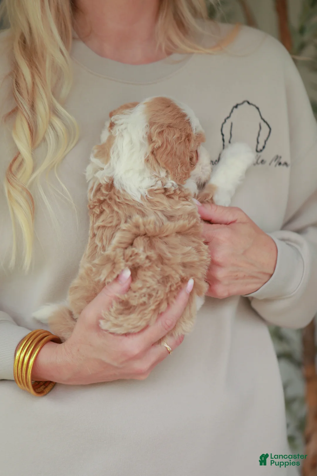 Bernedoodle dogs for sale: Champ - Ad 2