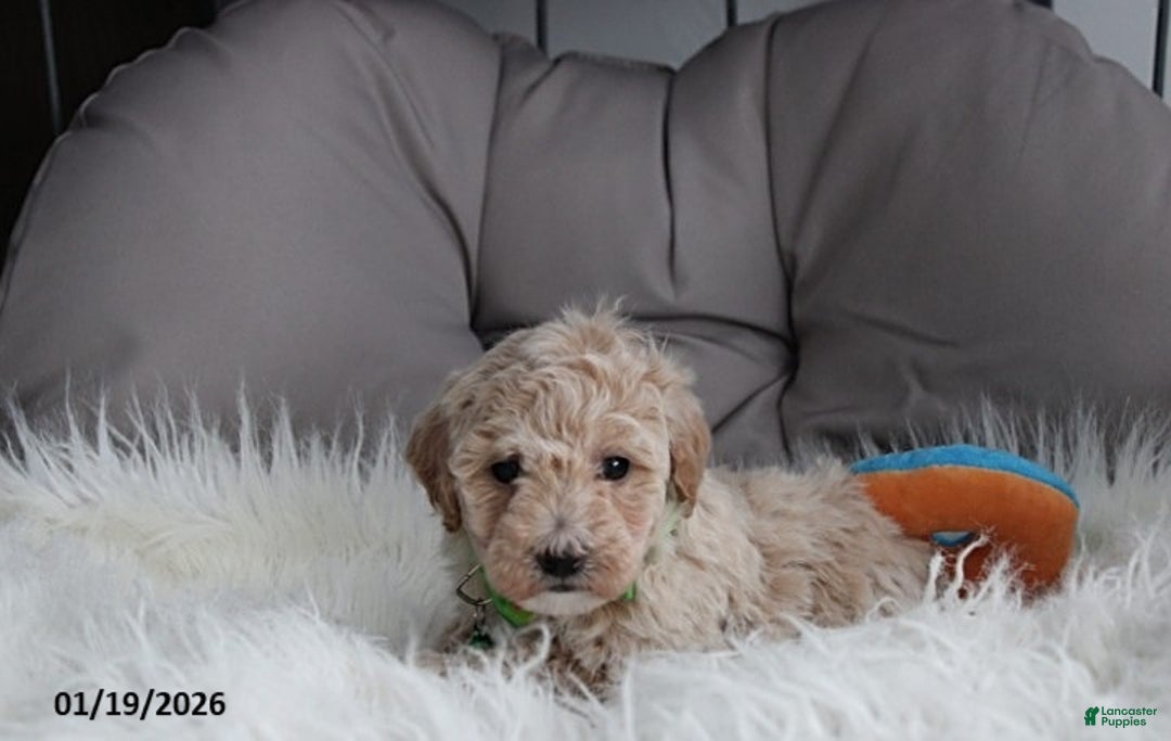 Bichpoo dogs for sale: Rio - Ad 8