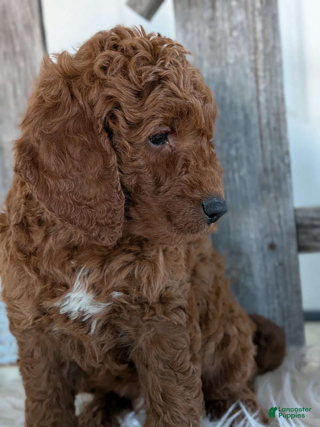 Goldendoodle dogs for sale: Bingo  - Ad 5