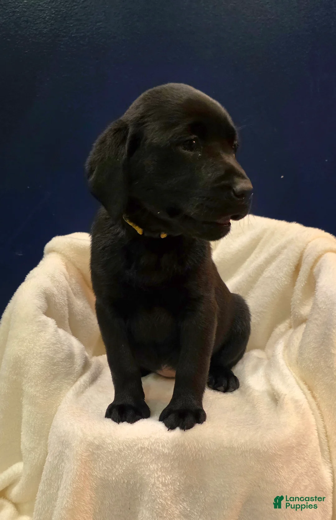 Labrador Retriever dogs for sale: Bella - Ad 3