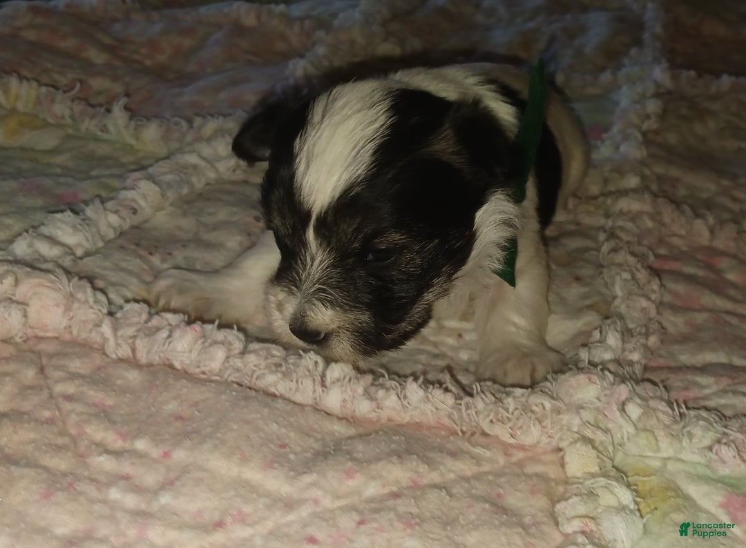 Miniature Schnauzer dogs for sale: Mia's Green Ribbon Boy  - Ad 8