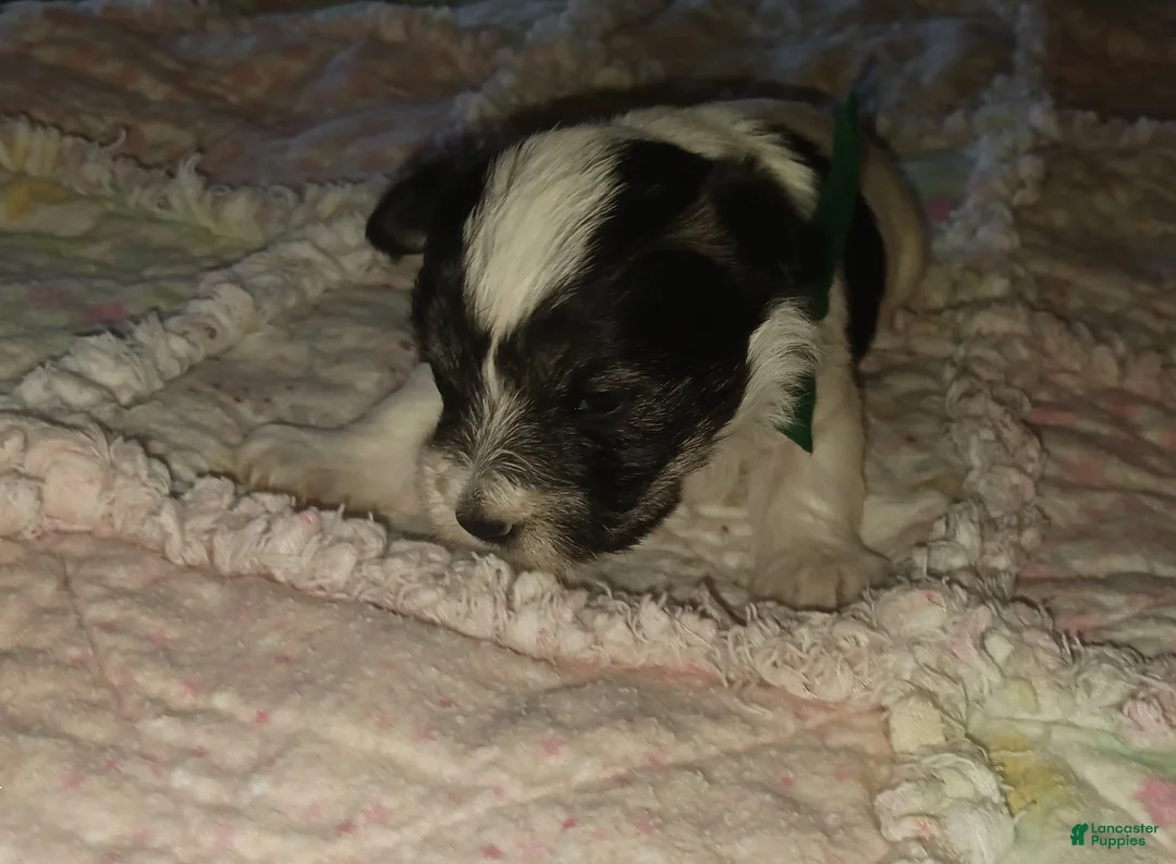 Miniature Schnauzer dogs for sale: Mia's Green Ribbon Boy  - Ad 8