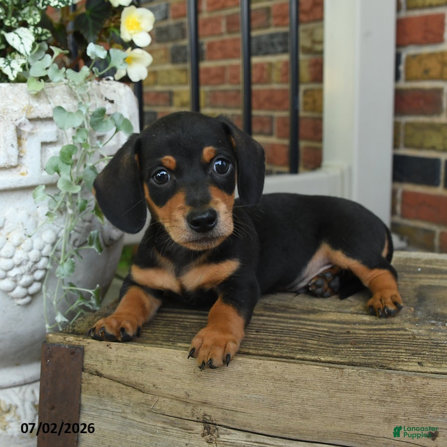 Miniature Dachshund dogs Moose Tracks - Ad 1