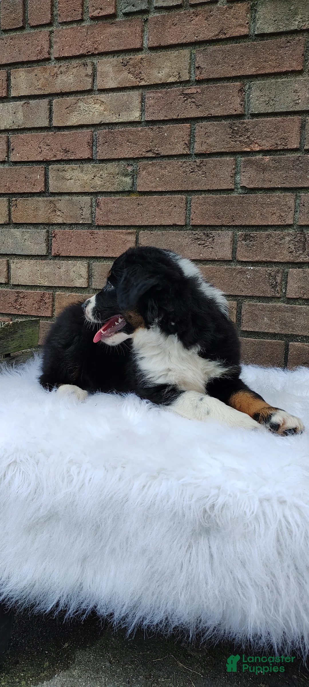Australian Shepherd dogs for sale: Tucker - Ad 10