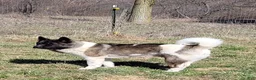 Akita dogs for sale: AKC Akita Puppy - Starlight - Ad 7
