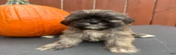 Shih Tzu dogs for sale: Waffle - Ad 4