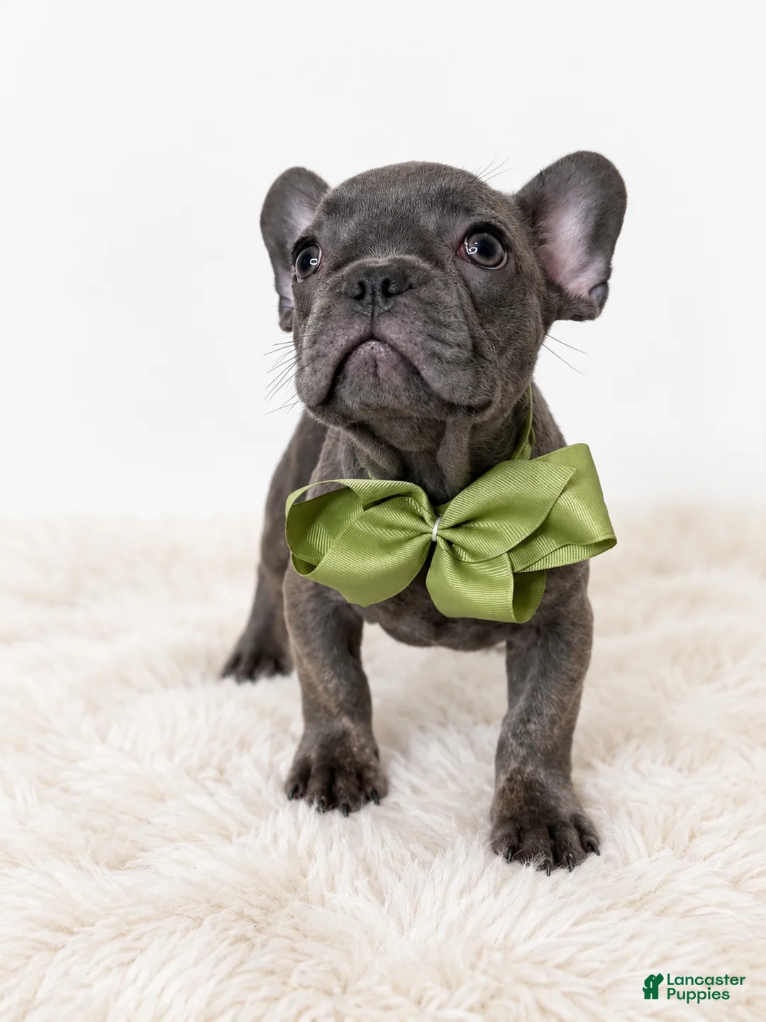 French Bulldog dogs for sale: Onyx - Ad 2
