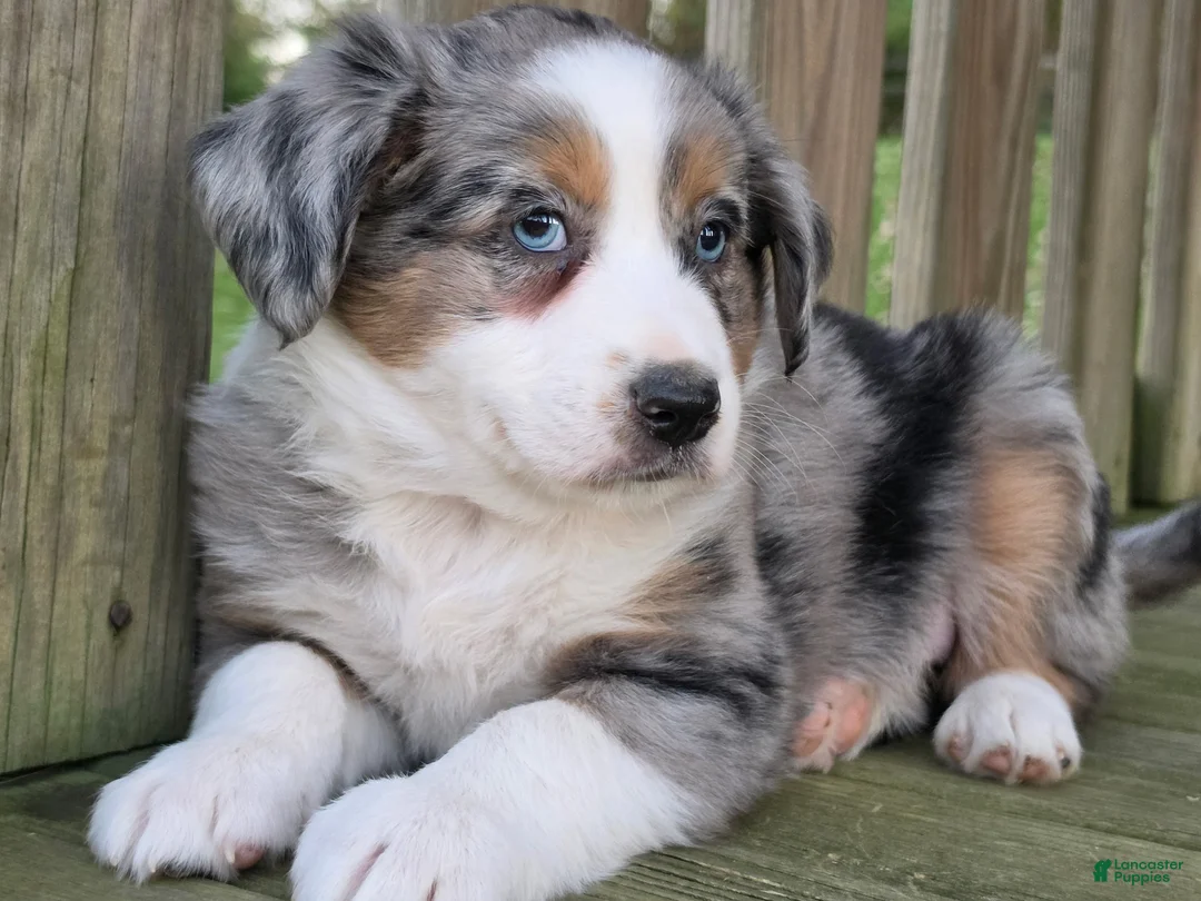 Australian Shepherd dogs for sale: Hudson  - Ad 1