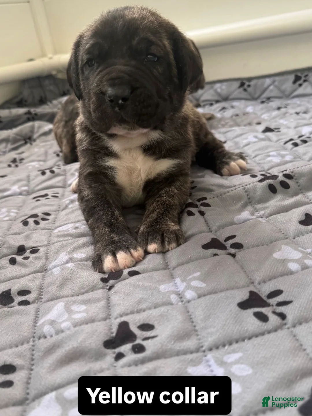 Presa Canario dogs for sale: Presa Canario Puppy 1 - Ad 1