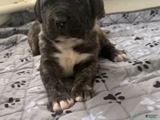 Presa Canario dogs Presa Canario Puppy 1 - Ad 1
