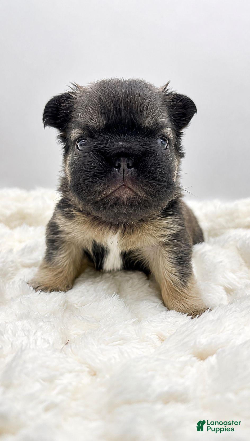 French Bulldog dogs Tomahawk  - Ad 9
