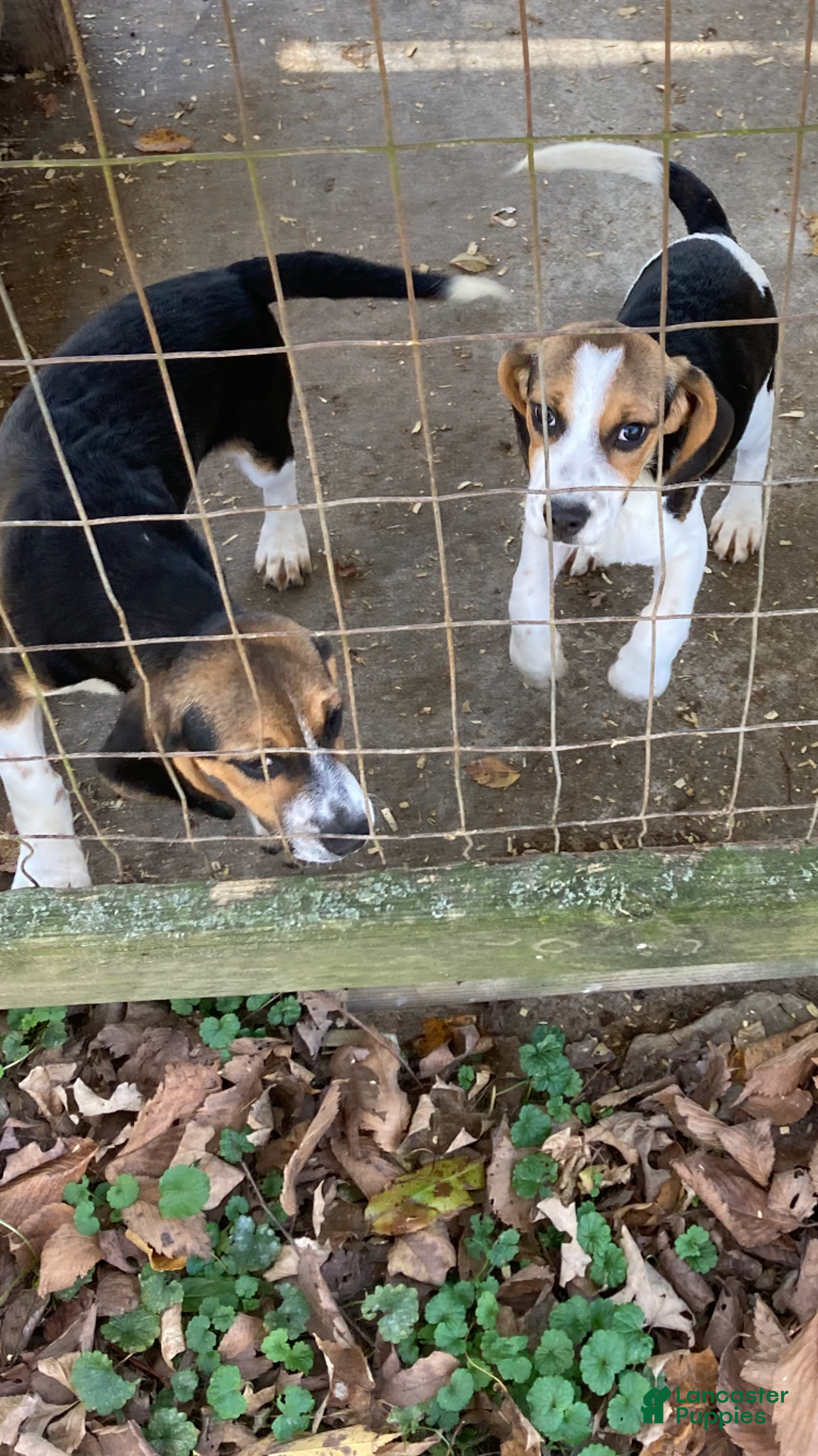 Beagle dogs for sale: Beagle Puppy 1 - Ad 3