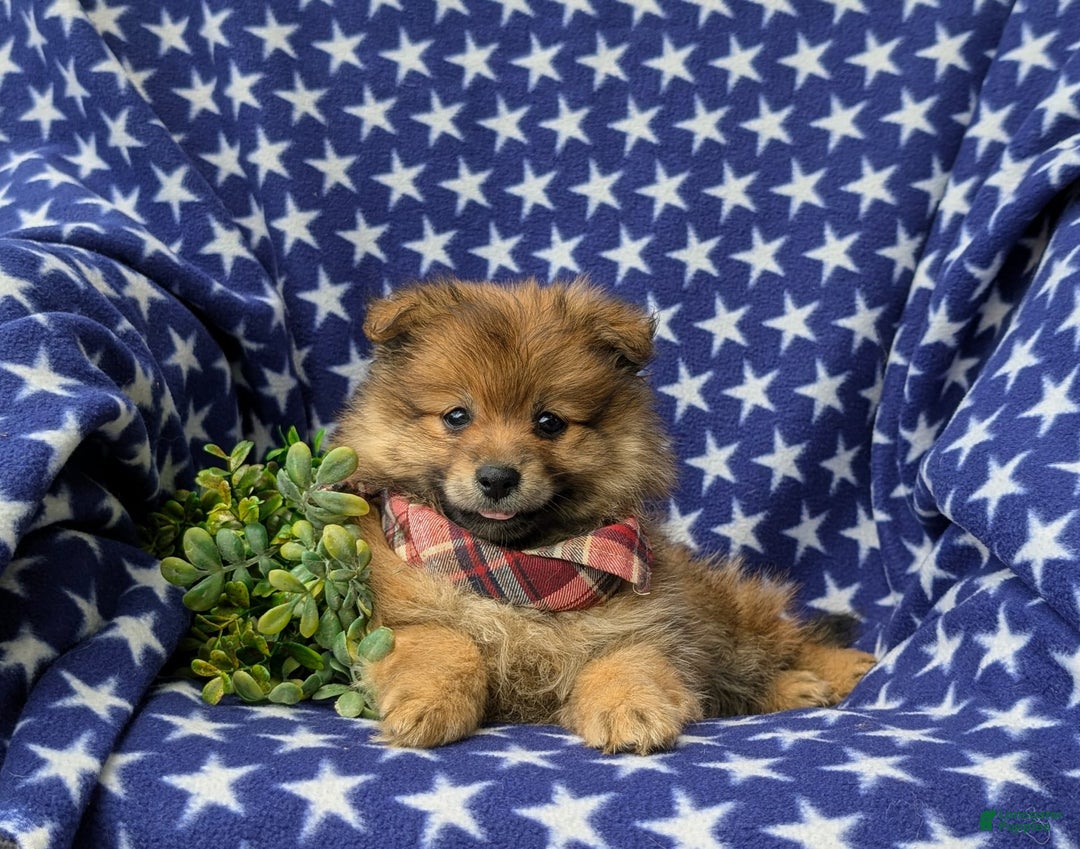 Pomeranian dogs for sale: MacDuff Genetic Testing 9 lbs Full Grown - Ad 7