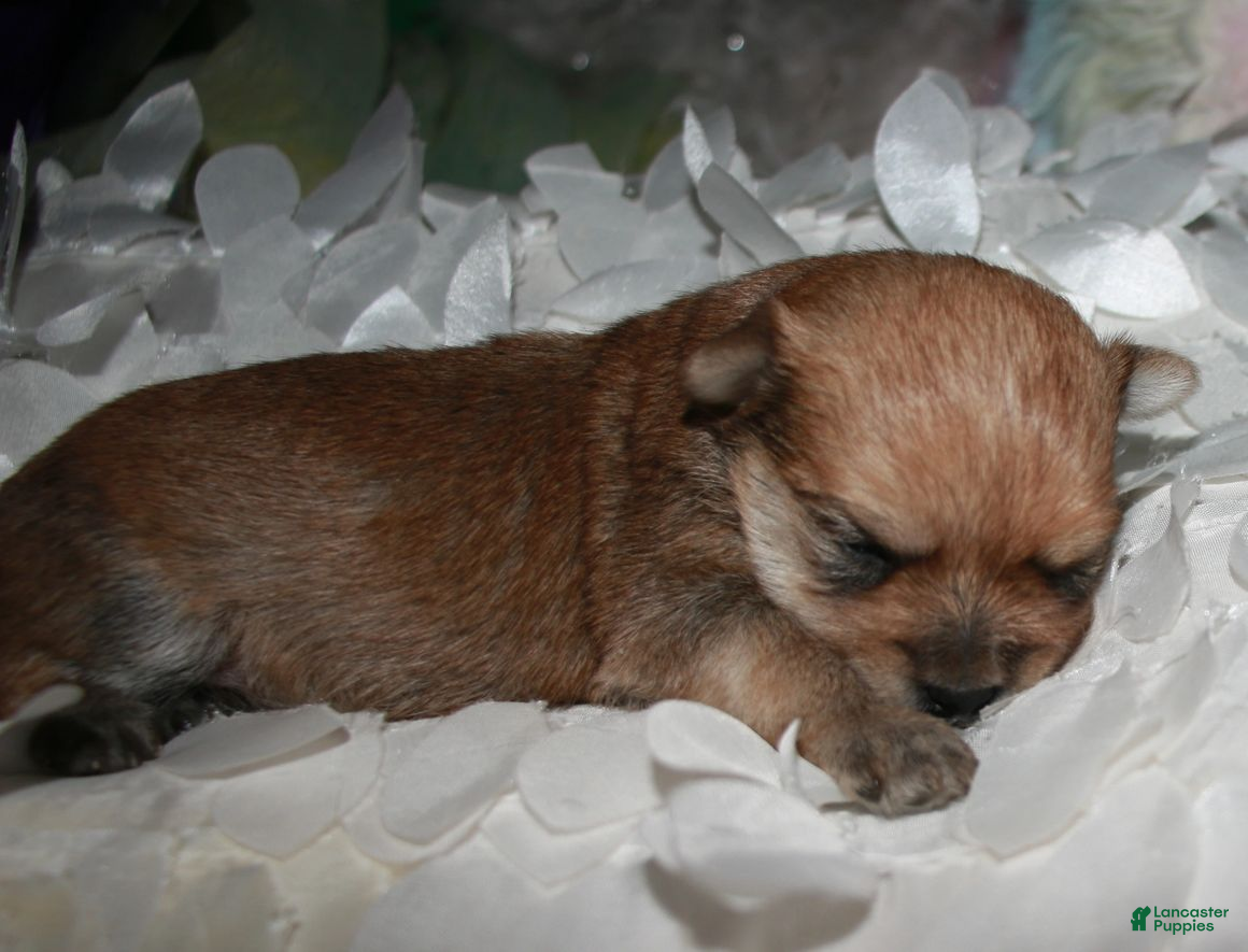 Morkie dogs Moses - Ad 1