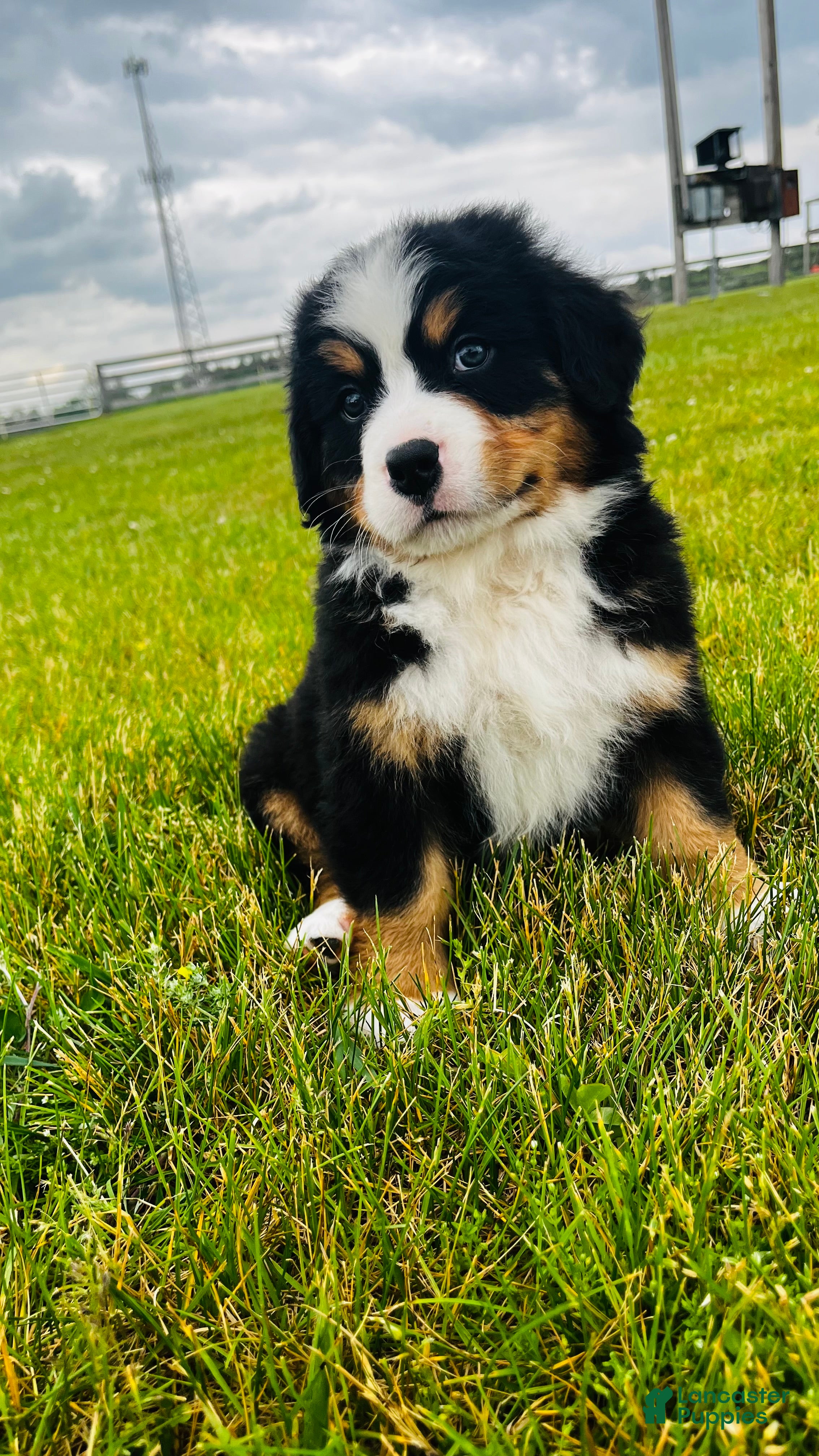 Bernese Mountain Dog dogs Everett - Ad 1