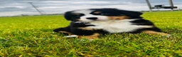Bernese Mountain Dog dogs for sale: Everett - Ad 1