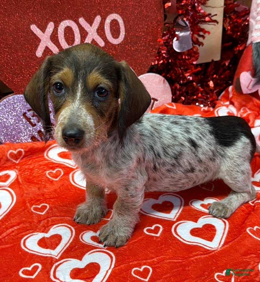 Dachshund dogs Nugget - Ad 27