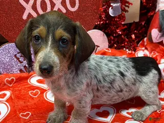 Dachshund dogs Nugget - Ad 27