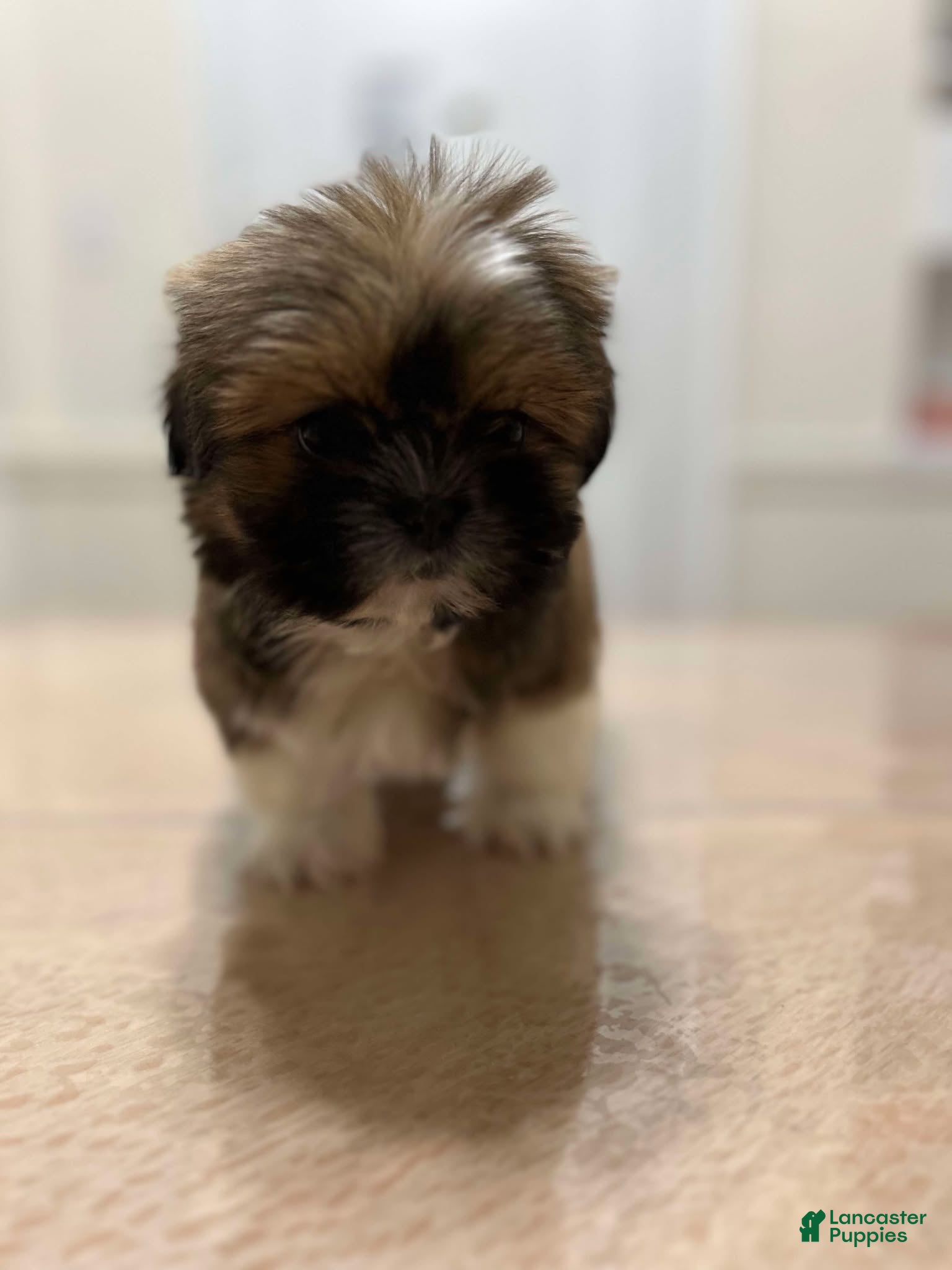 Shih Tzu dogs Jen - Ad 35