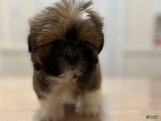 Shih Tzu dogs Jen - Ad 30