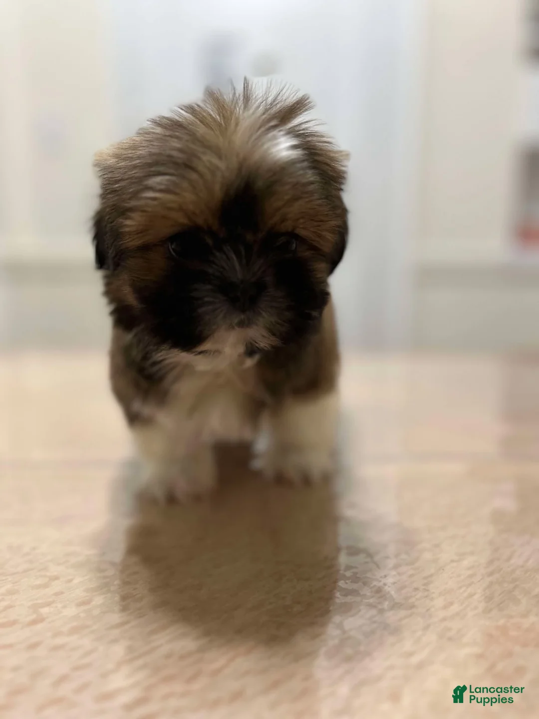 Shih Tzu dogs for sale: Jen - Ad 1