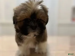 Shih Tzu dogs Jen - Ad 24