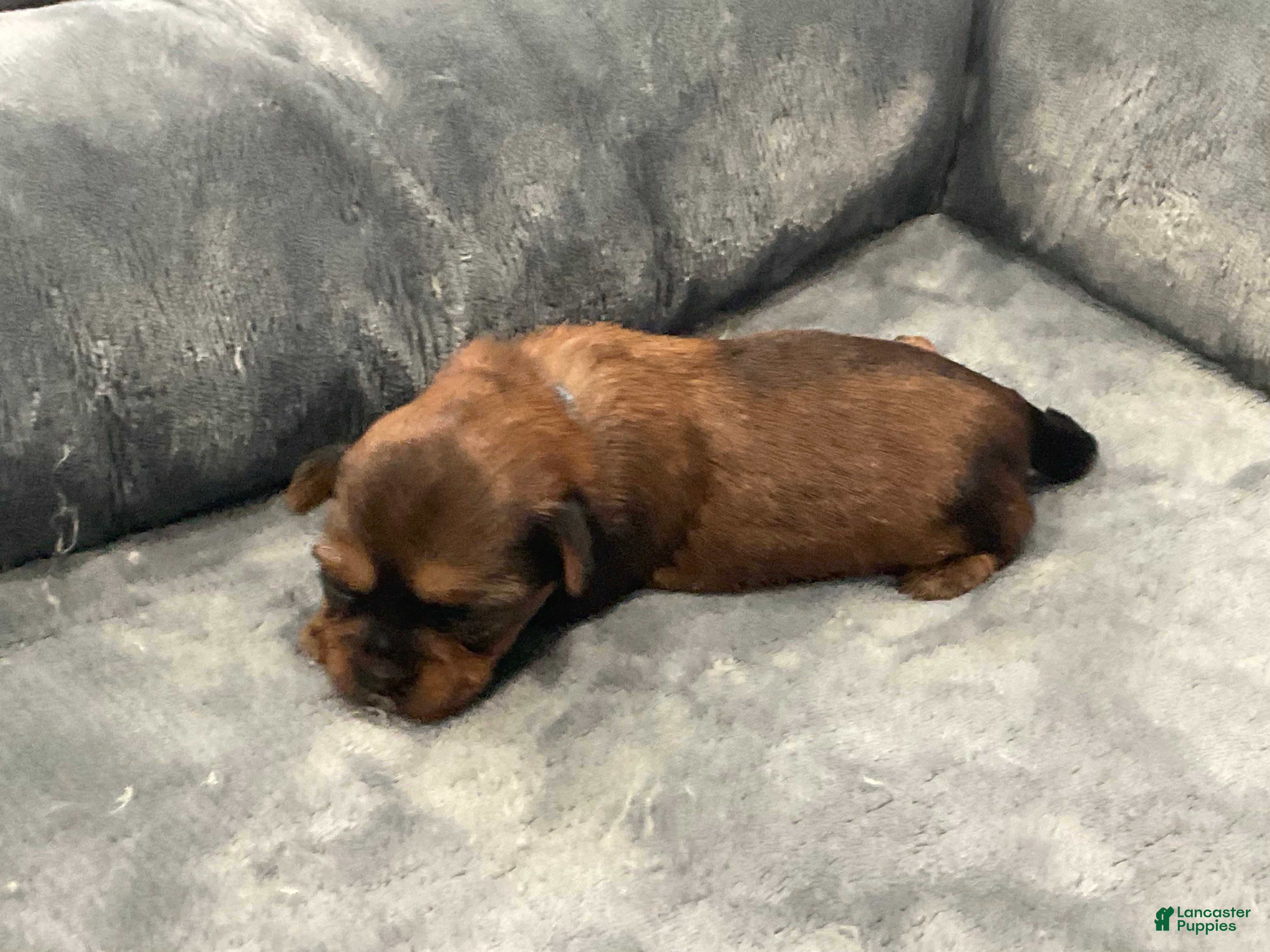 Shorkie dogs Rosalina - Ad 2