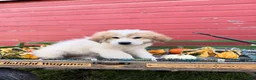 Great Pyrenees dogs for sale: Rhonda - Ad 7