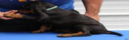 Black And Tan Coonhound dogs for sale: Lois - Ad 3
