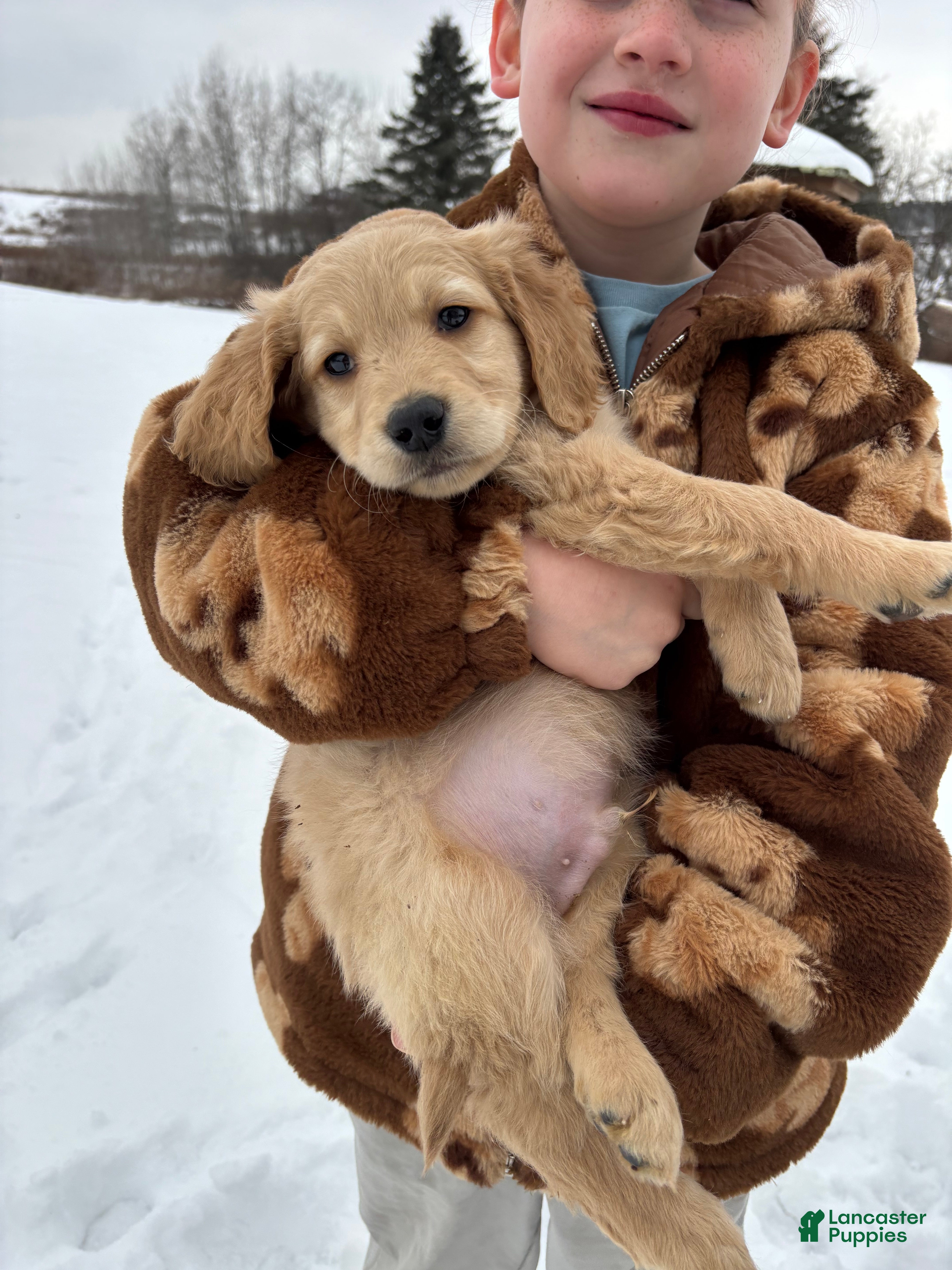 Goldendoodle dogs Cyprus - Ad 24