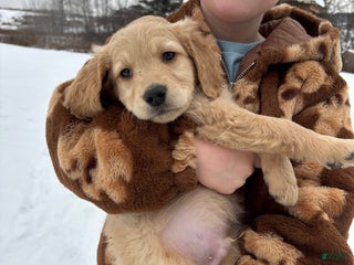Goldendoodle dogs Cyprus - Ad 36