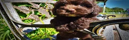 Havapoo dogs for sale: Jolene-LABOR DAY SALE-TAKE $100 OFF!!! - Ad 7