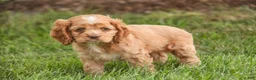 Cocker Spaniel dogs for sale:  Anna Cocker Spaniel  - Ad 5