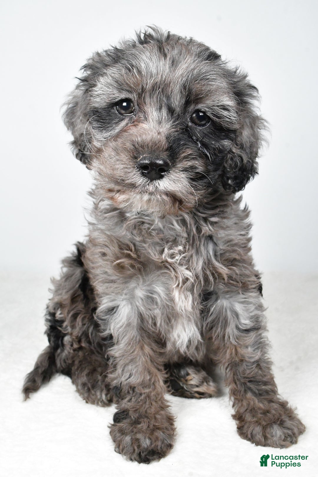 Cockapoo dogs for sale: Kelly - Ad 4