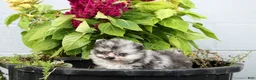 Pomeranian dogs for sale: Leona  - Ad 5
