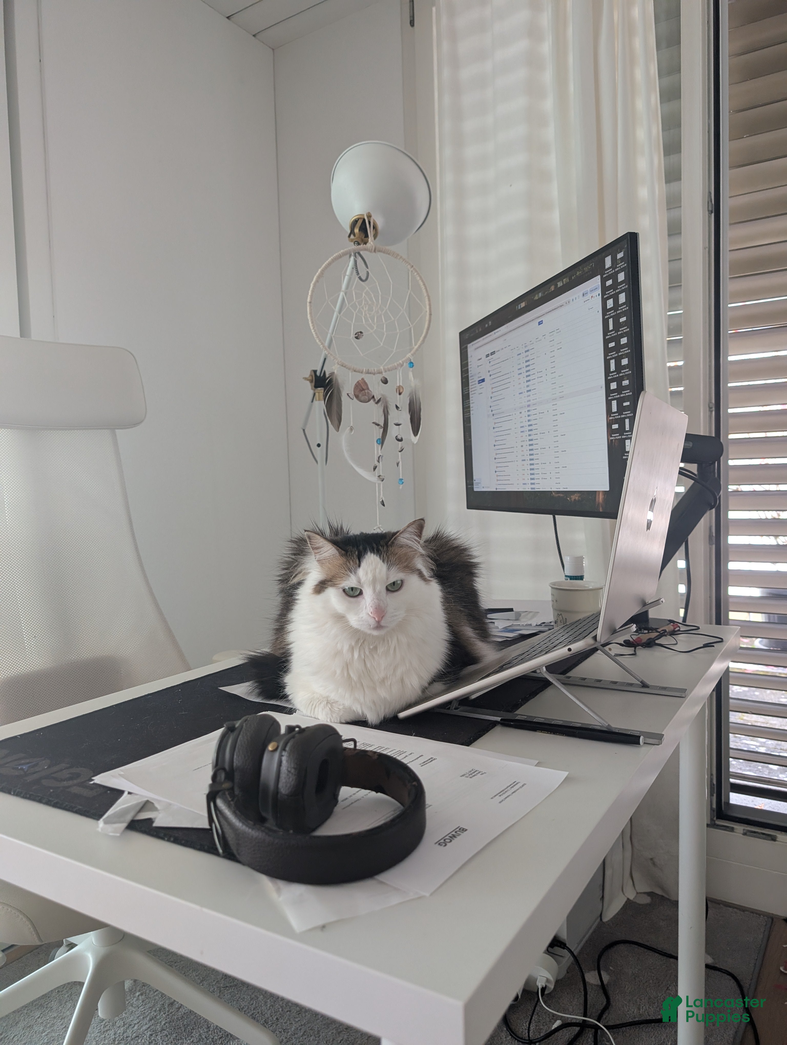 Airedale Terrier dogs Girl 70 (10) - Ad 7