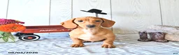 Miniature Dachshund dogs for sale: Casey - Ad 5