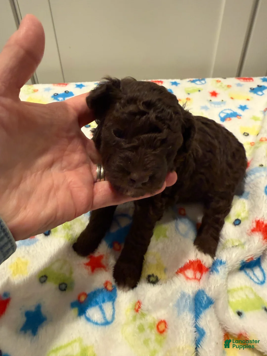 Miniature Poodle dogs for sale: SAMUEL - Ad 1