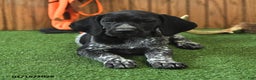 German Shorthaired Pointer dogs for sale: Courtney - Ad 3