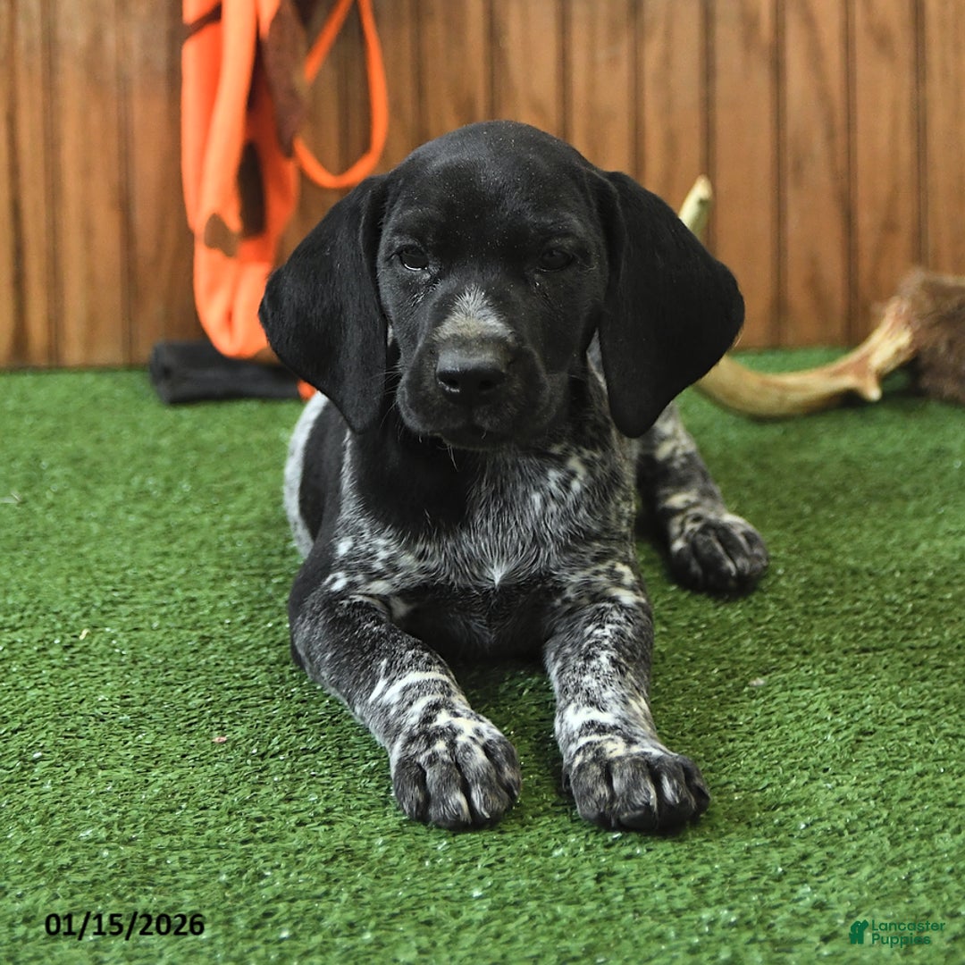 German Shorthaired Pointer dogs for sale: Courtney - Ad 3