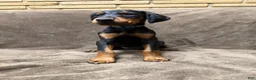 Doberman Pinscher dogs for sale: Zara - Ad 1