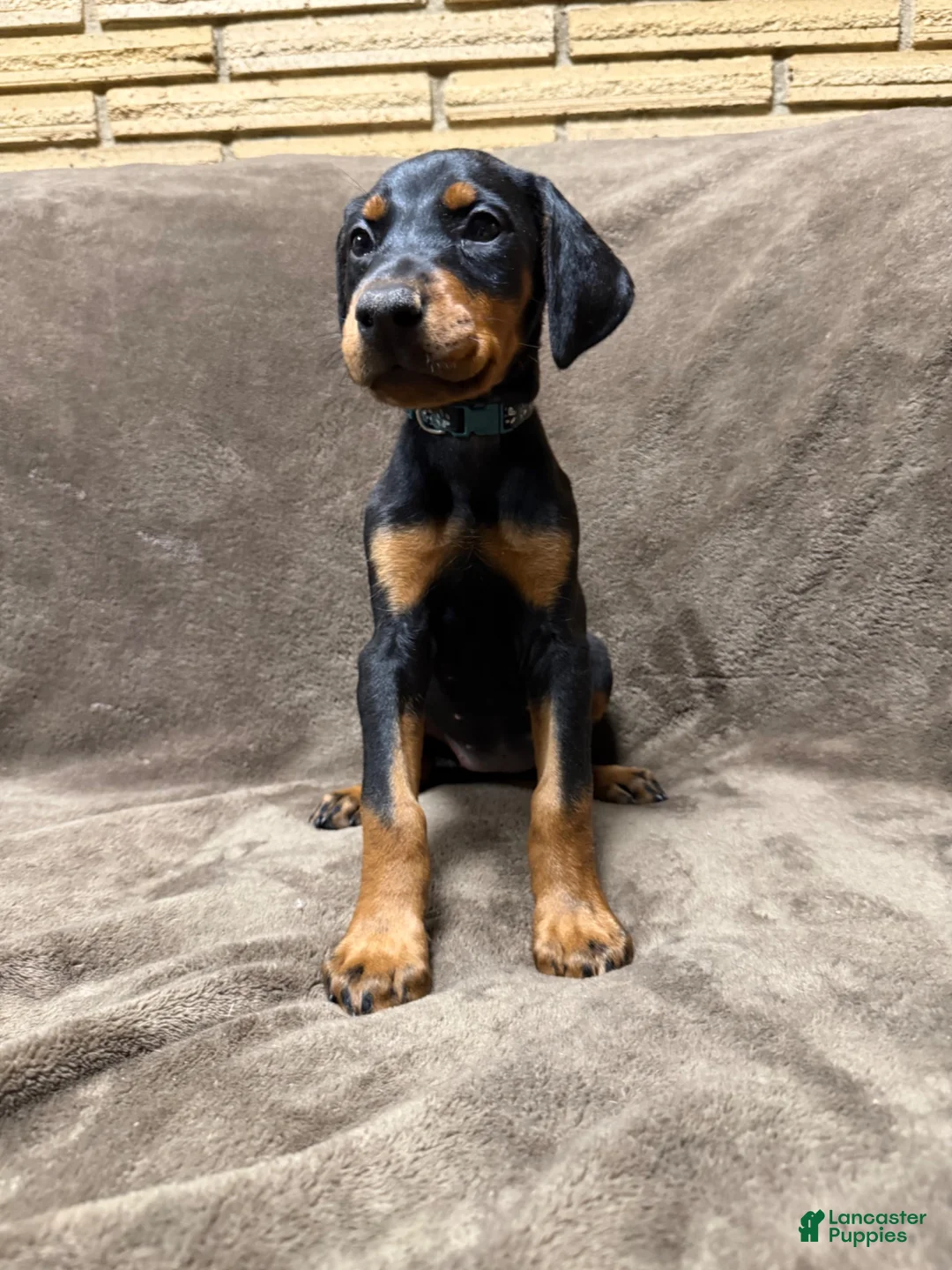 Doberman Pinscher dogs for sale: Zara - Ad 1
