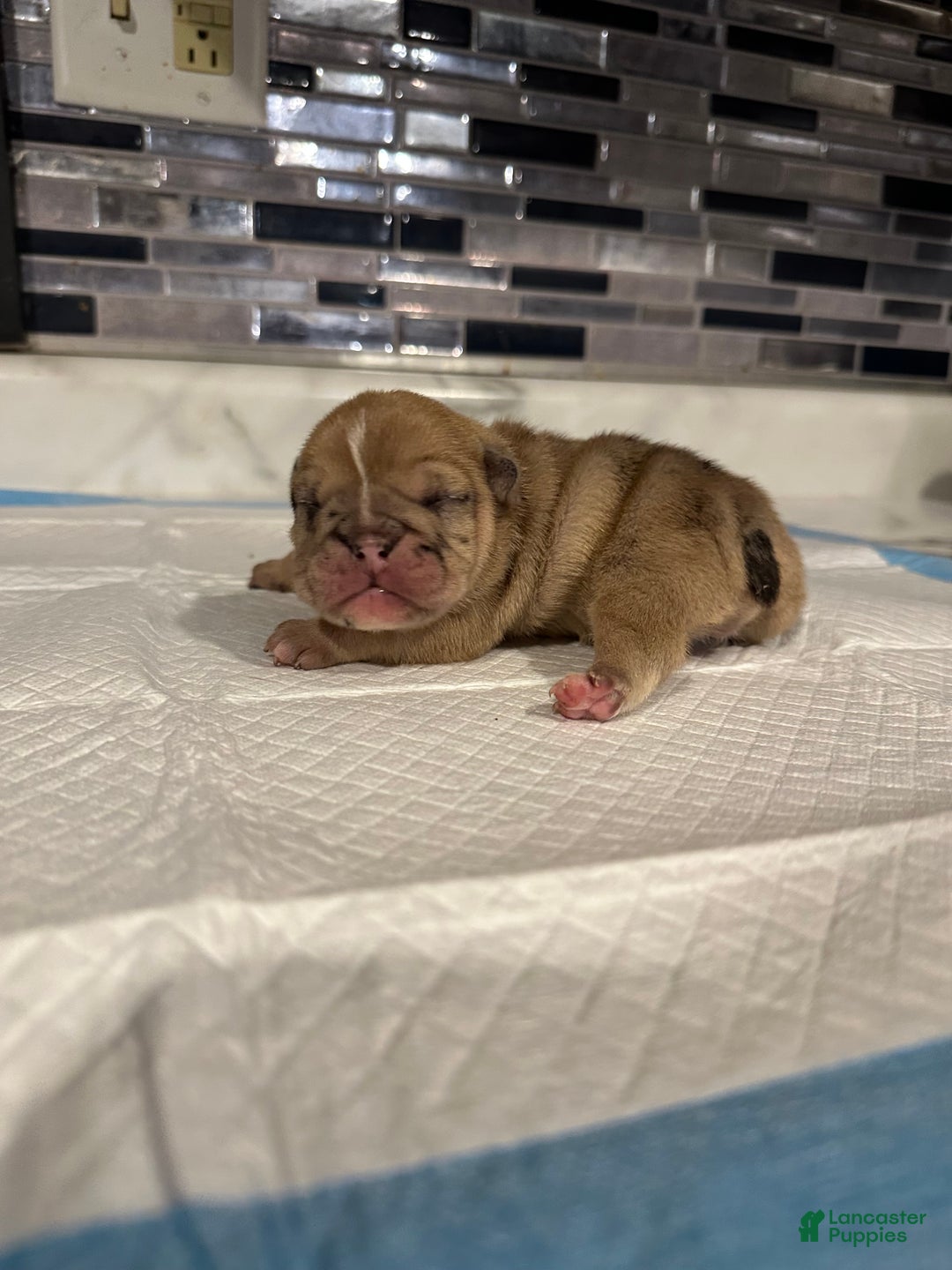 English Bulldog dogs for sale: Blue Fawn Merle Boy  - Ad 26